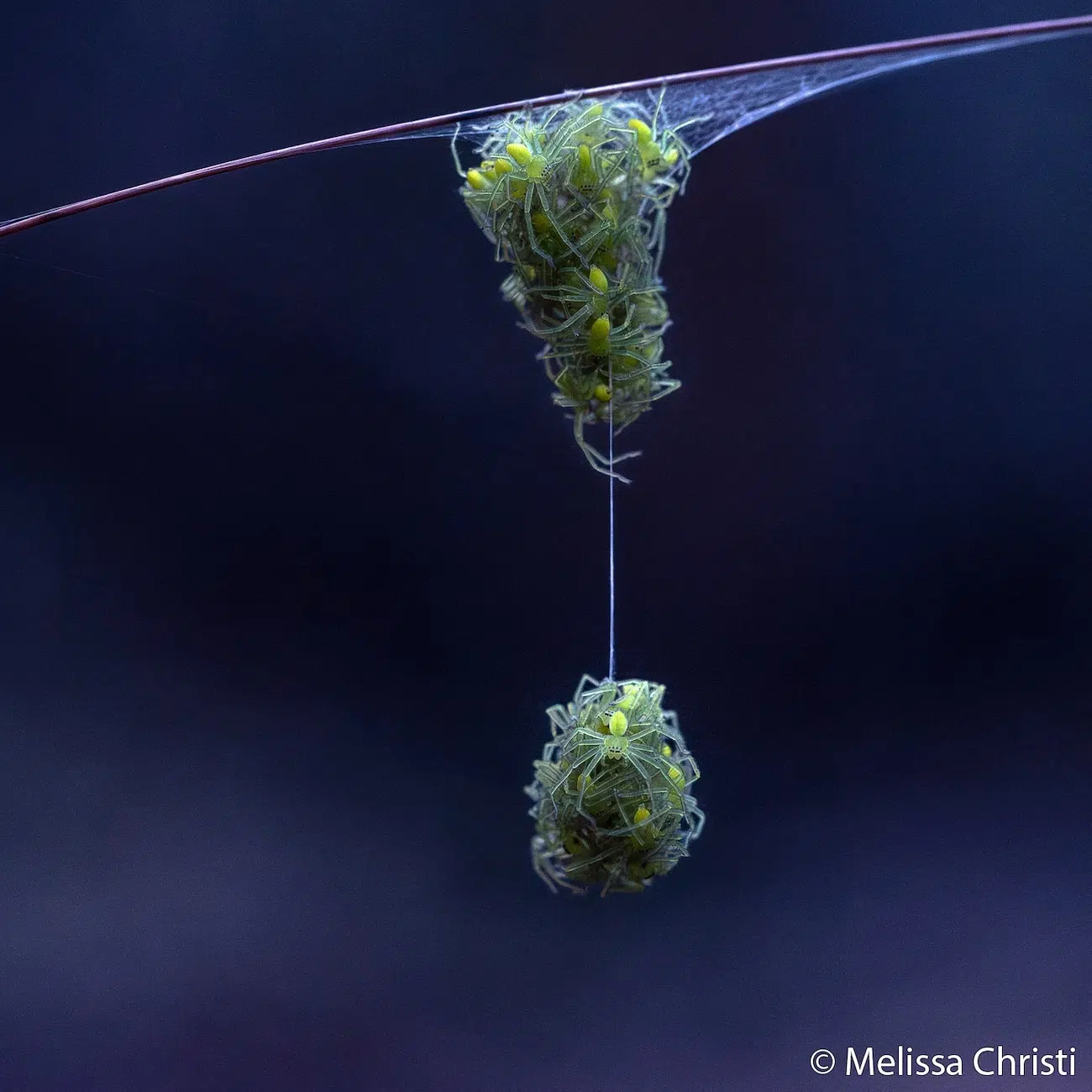 Spiderlings Clustered After Hatching