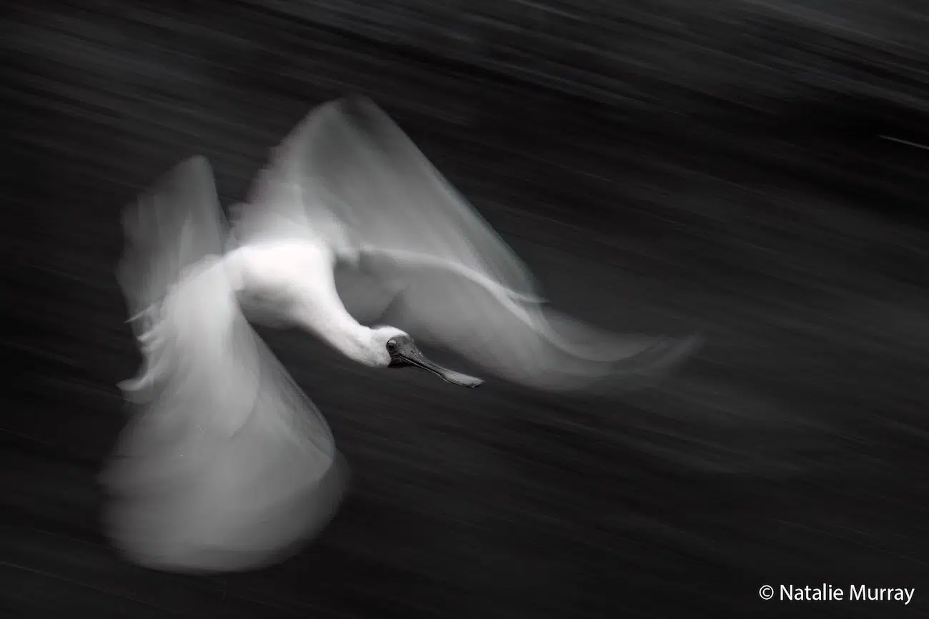 Bird Flying in Black and White