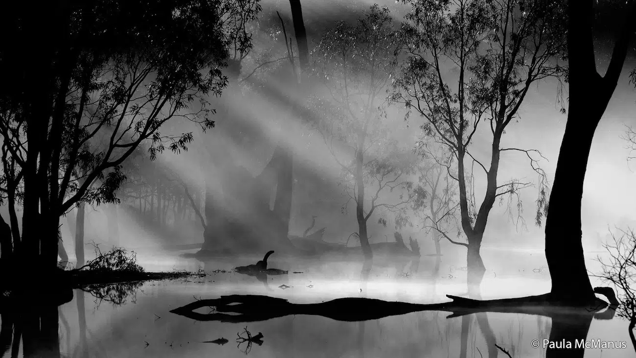 Swamp in Black and White