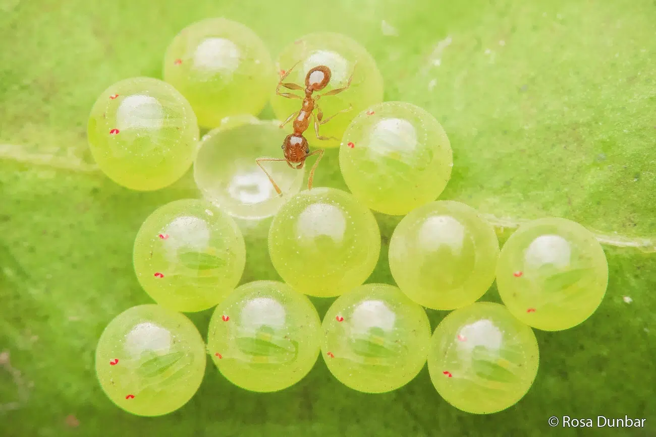 Brown Bugs on Eggs