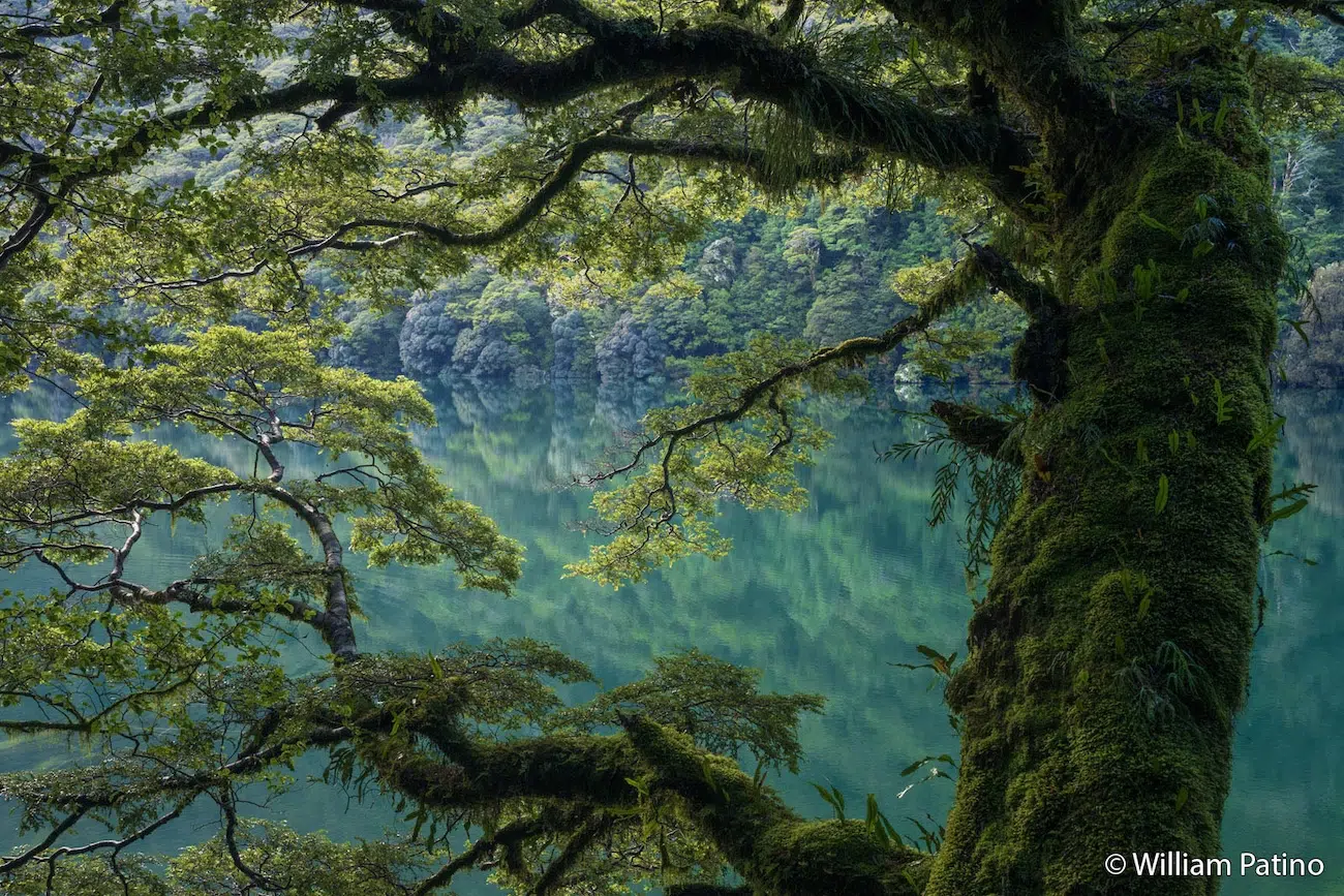 Wetland Photo by William Patino
