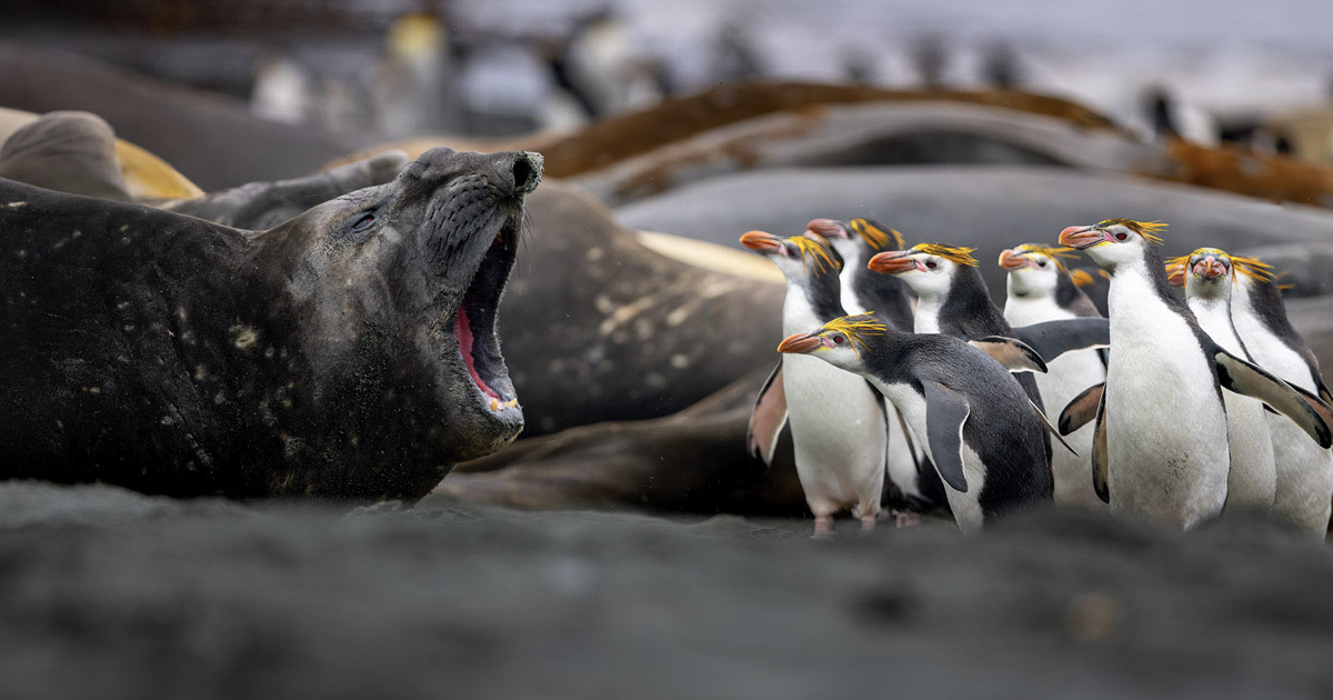 20 Shortlisted Entries in the 2026 Australian Geographic Nature Photographer of the Year Contest