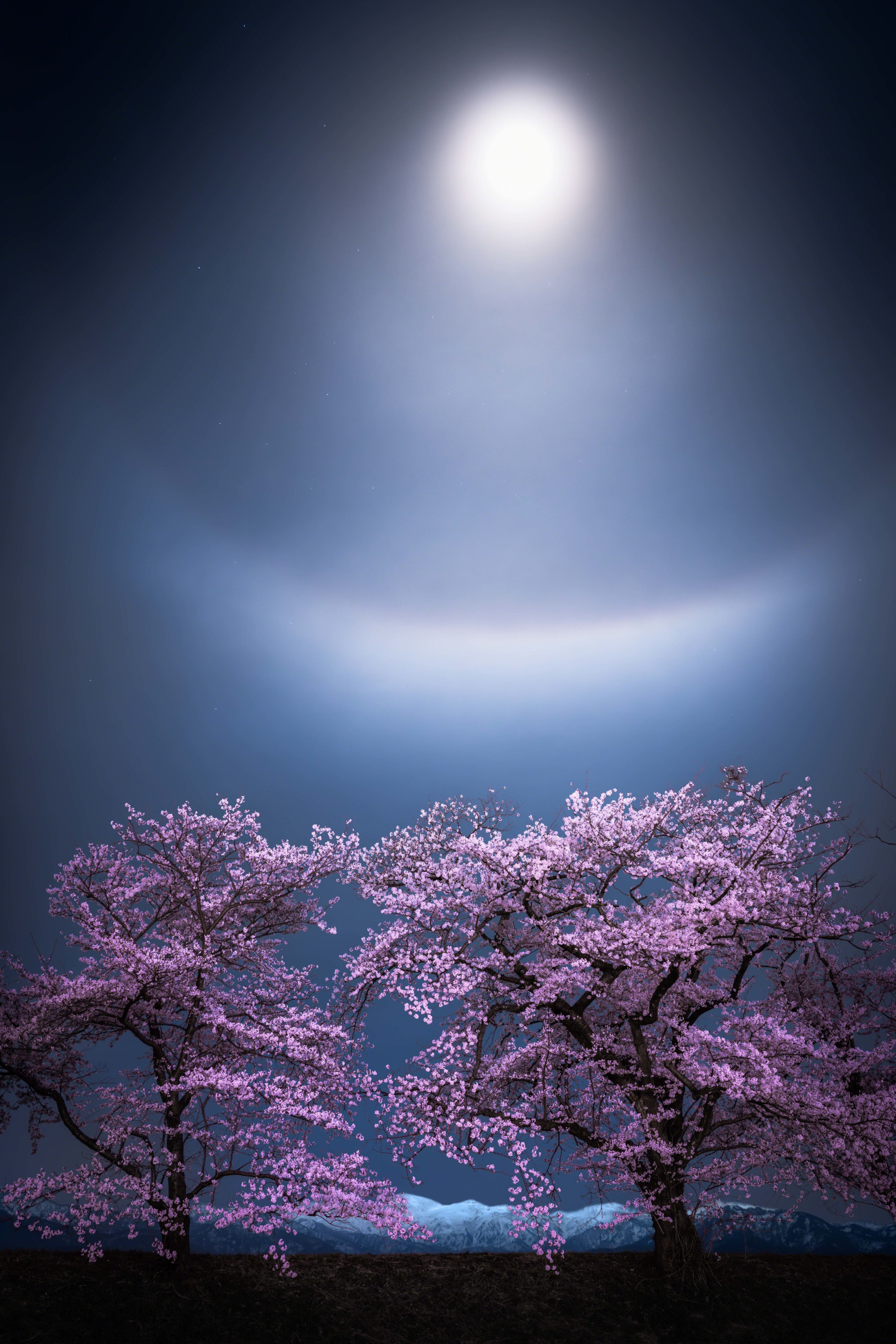 Skyscapes. "Setsu-getsu-ka" &copy; Takanobu Kurosaki (Japan). &lsquo;Setsu-getsu-ka&rsquo; is a traditional Japanese expression that means &lsquo;snow, moon and flowers&rsquo;. This photograph captures that trio at the Funakawa River by framing Mount Asahi &ndash; Asahi&rsquo;s symbolic peak &ndash; and cherry blossom trees under a lunar halo and a rare, faint tangent arc [optical phenomena caused by the refraction of moonlight through ice crystals in clouds]. The blossoms last for only about 10 days, making their synchronisation with the snow-capped mountain and these atmospheric optics a once-in-a-season miracle. To emphasise the fragility of the scene, Takanobu Kurosaki captured this as a single exposure rather than a composite. Taken with a Sony ILCE-7RM5 camera, Sony FE 24&ndash;105 mm f/4 G OSS lens, 29 mm f/4, ISO 800, 6-second exposure. Location: Asahi, Toyama Prefecture, Japan, 9 April 2025