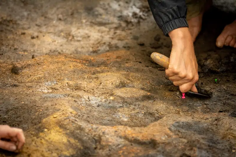 Excavation of area adjacent to 400,000 year old campfire at Barnham, Suffolk.