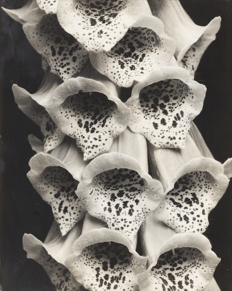 Foxgloves, France, 1926. Gelatin silver print by Edward Steichen