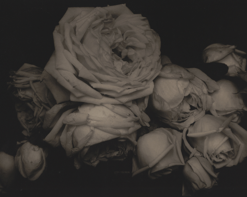 Heavy Roses, Voulangis, France, June 1914. Palladium print by Edward Steichen