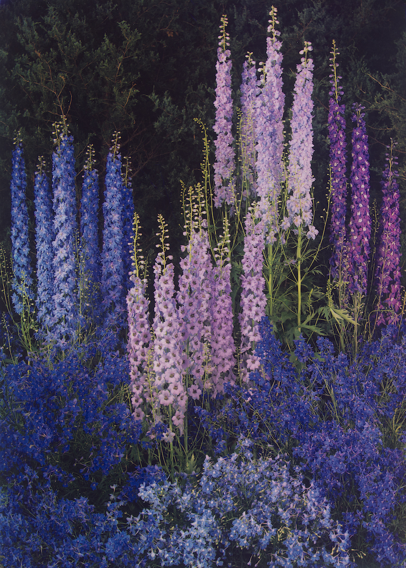 Delphiniums, 1940. Dye imbibition print by Edward Steichen