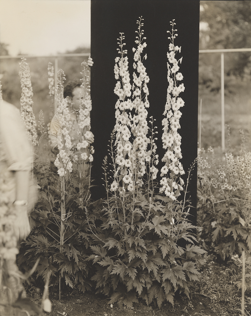 Delphiniums on the Umpawaug Farm, July 6, 1939. Gelatin silver print by Edward Steichen 