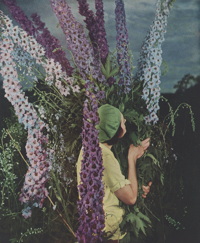 Membership prospectus for the American Delphinium Society, 1936. Color lithograph by Edward Steichen 