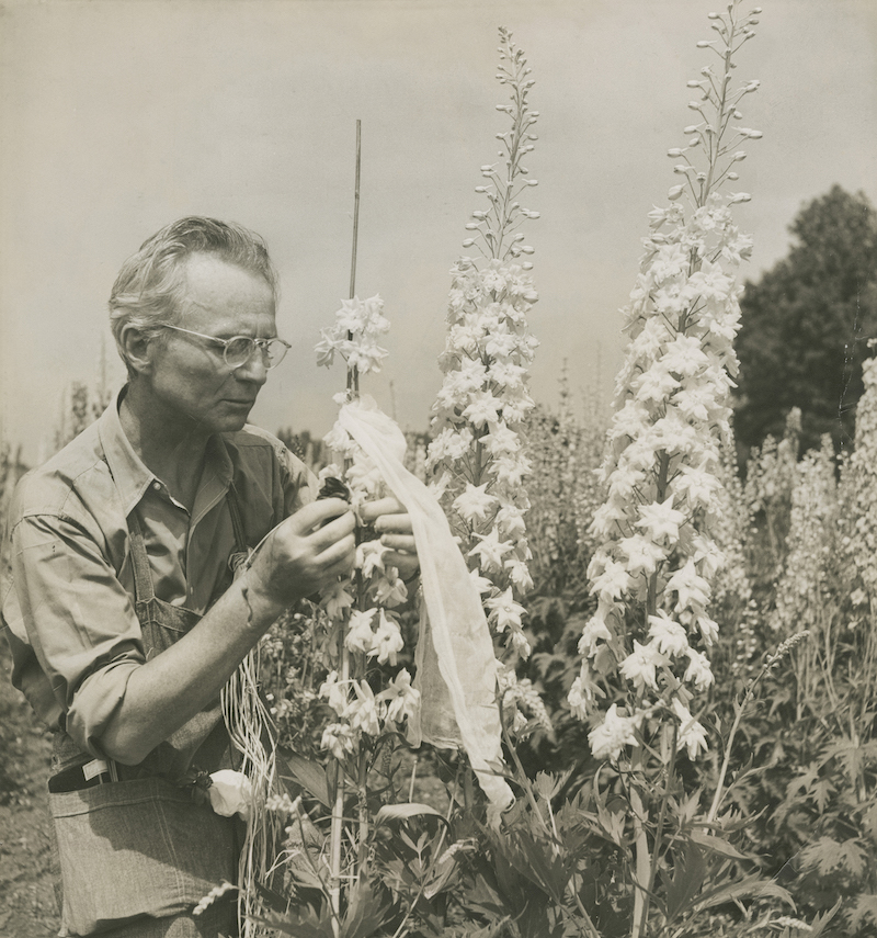 Mr. Steichen is caught by Mrs. Steichen crossing a white delphinium with a deep purple to increase the size of the white flower variety, 1938. Gelatin silver print by Dana Steichen