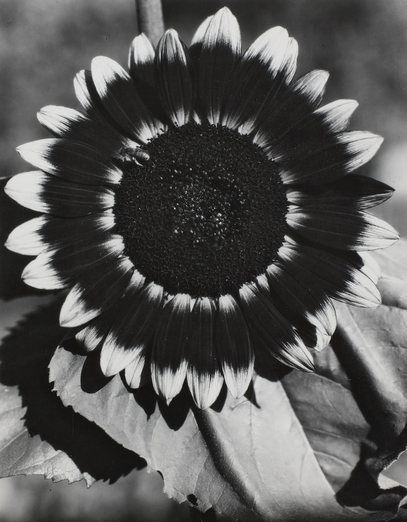 Bee on a Sunflower, ca. 1920. Gelatin silver print, printed 1961 by Edward Steichen