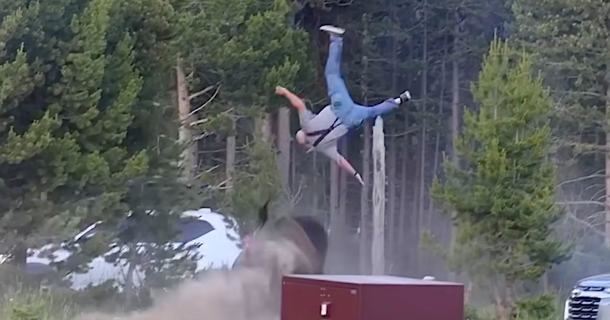 Grandpa Tossed in the Air by a Bison at Yellowstone Gives an Update After the Attack