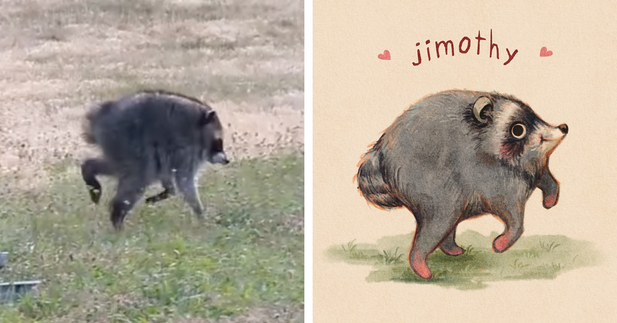 Meet Jimothy the Unusually Round Raccoon Who Has Captured Hearts and Inspired Fan Art