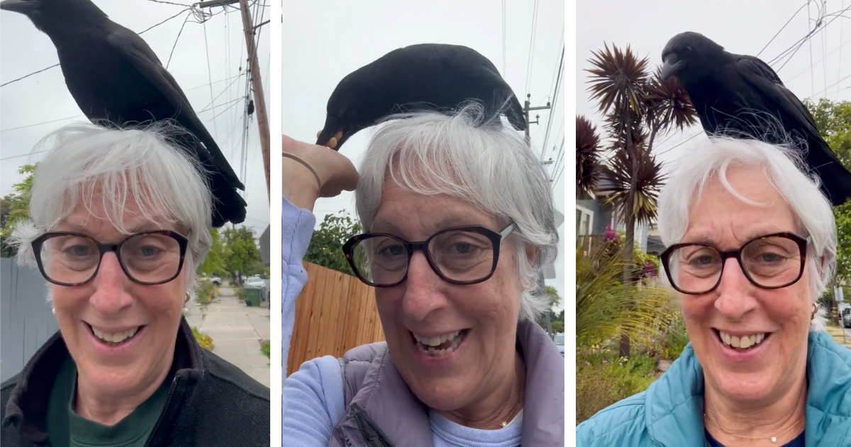 Neighborhood Crows Land on This Woman’s Head Every Single Day