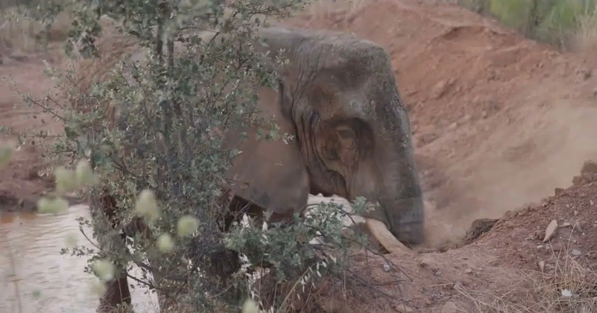 Last Circus Elephant in Portugal Becomes First Resident of New Animal Sanctuary