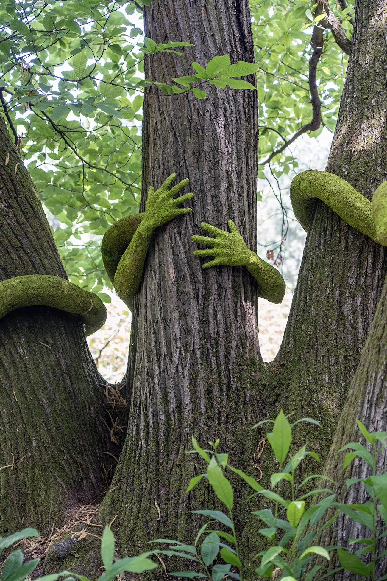 Moss-covered arms hugging trees. 