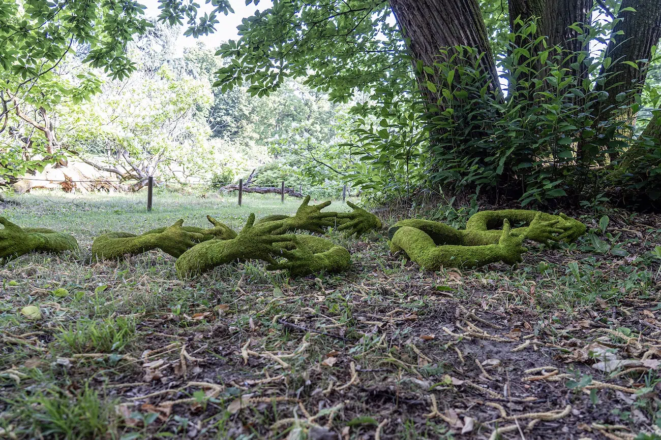 Moss-covered arms hugging trees. 