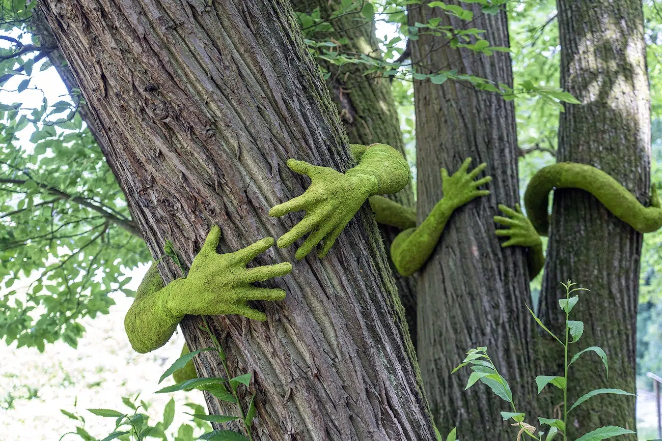 Moss-covered arms hugging trees. 
