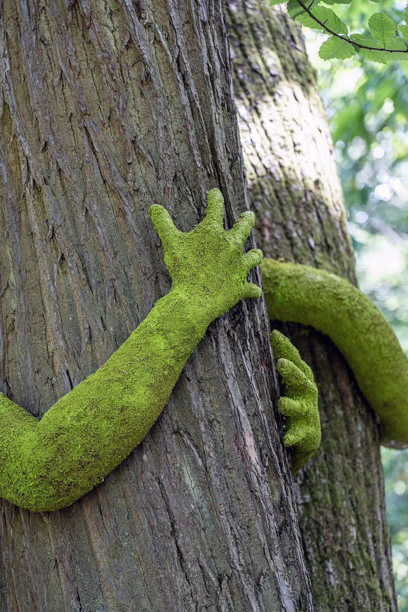 Moss-covered arms hugging trees. 