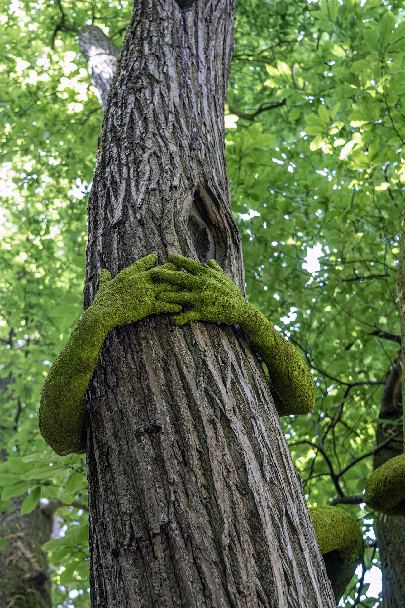 Moss-covered arms hugging tree.