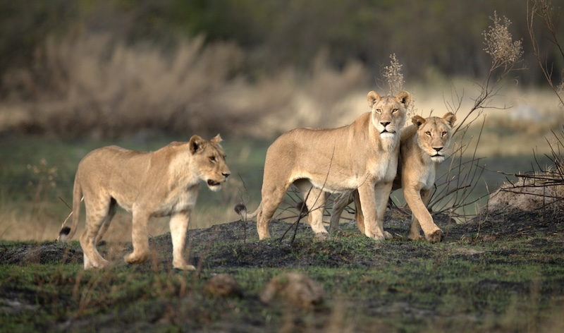 Three lionesses survey the open savannah on a hunting mission in the Kanana concession of the Okavango Delta, Botswana.