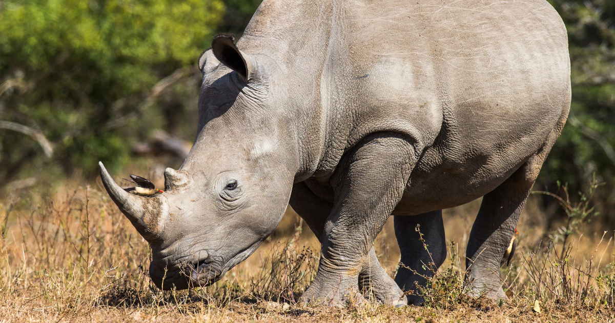 White Rhinos in Mozambique Are Making a Comeback After Decades of Local Extinction