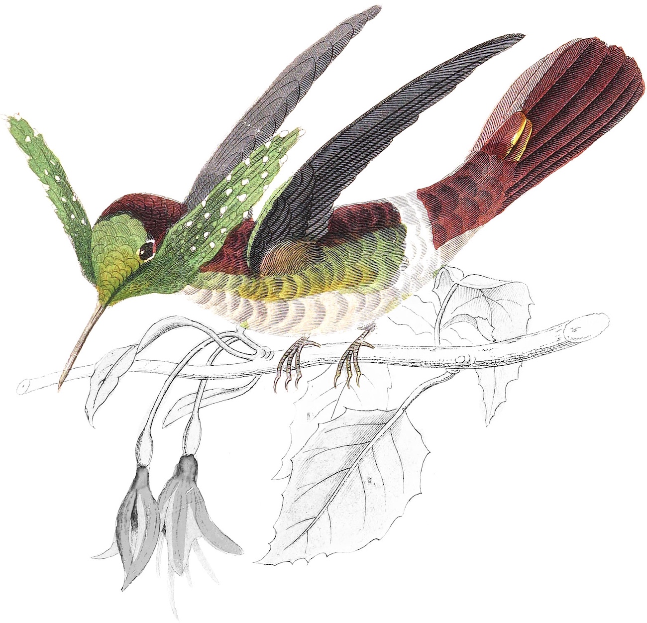 Illustration of hummingbird.
