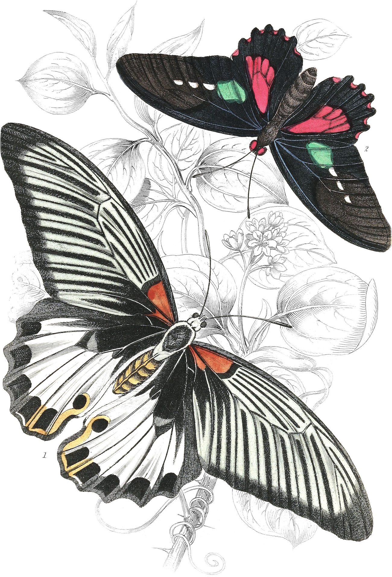 Illustration of butterflies.