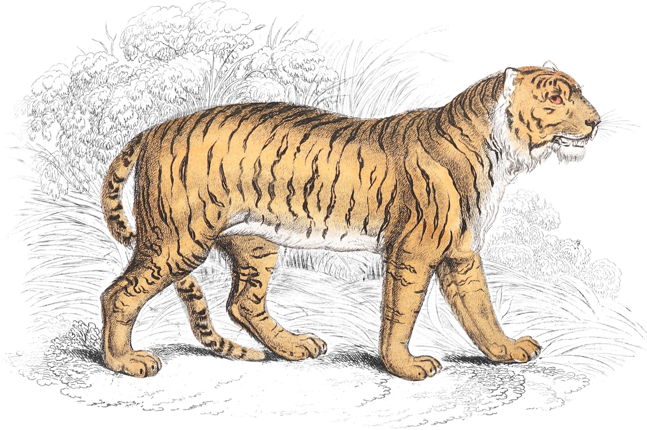 Illustration of tiger.