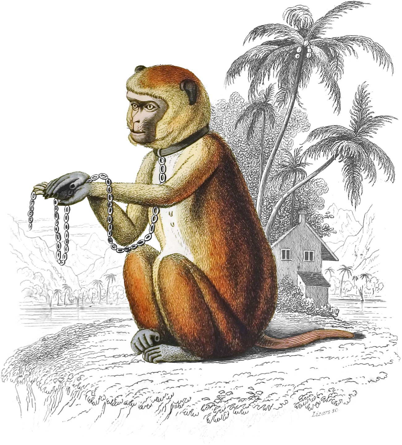 Illustration of monkey.