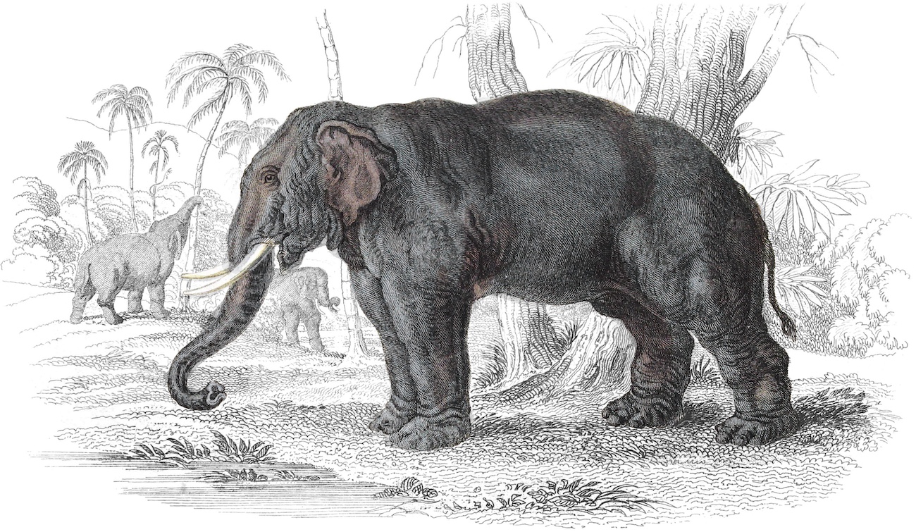 Illustration of elephant.