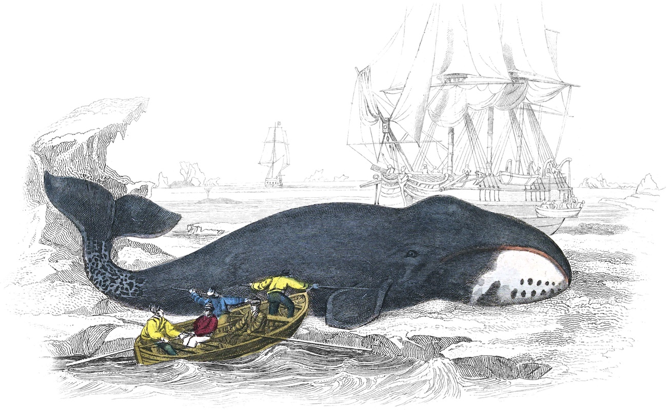 Illustration of whale.