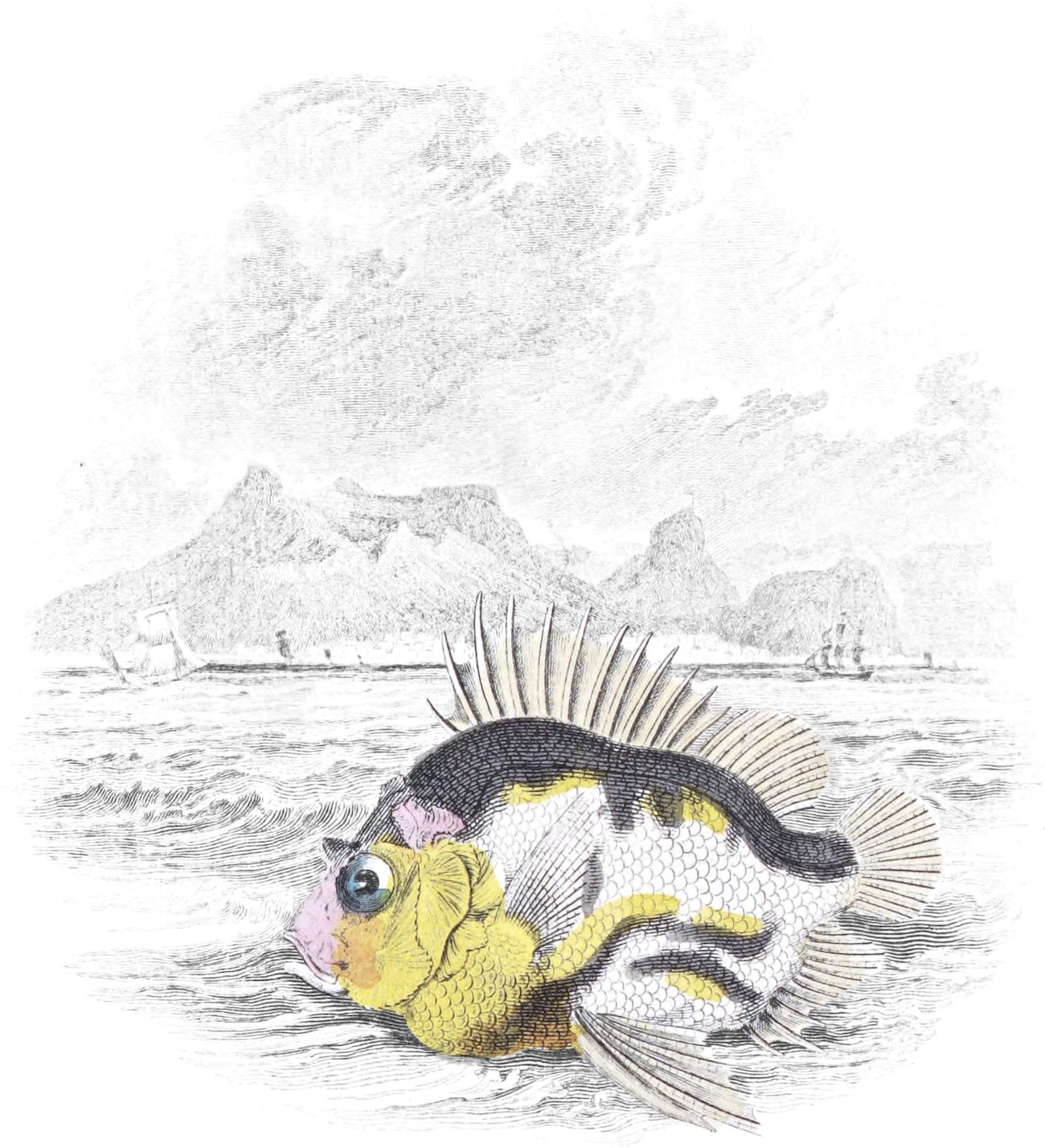 Illustration of fish.
