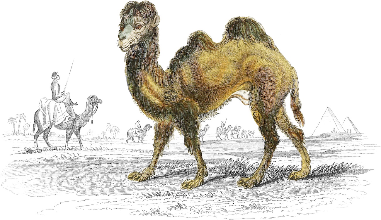Illustration of camel.