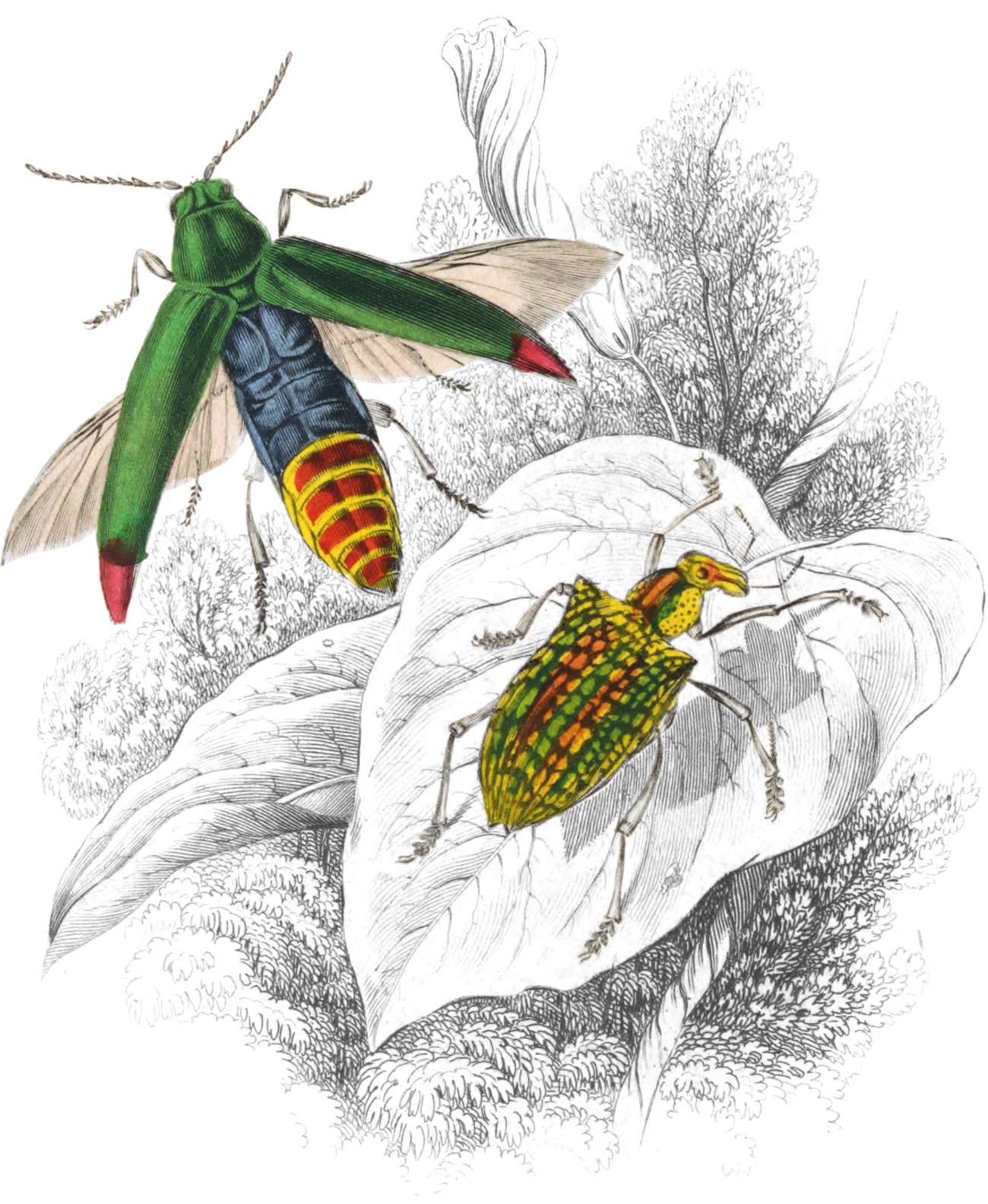 Illustration of bugs.