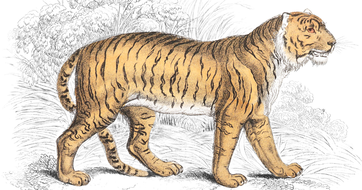 1,300+ Hand-Colored Wildlife Illustrations Now Available in The Naturalist’s Library Digital Archive