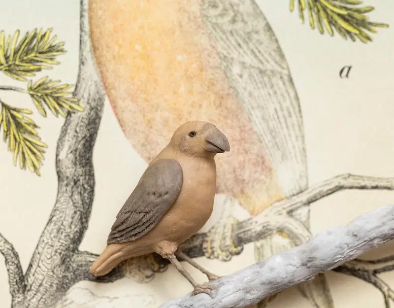 Conirostris bird sculpture made of erasure shavings by Saya Irie