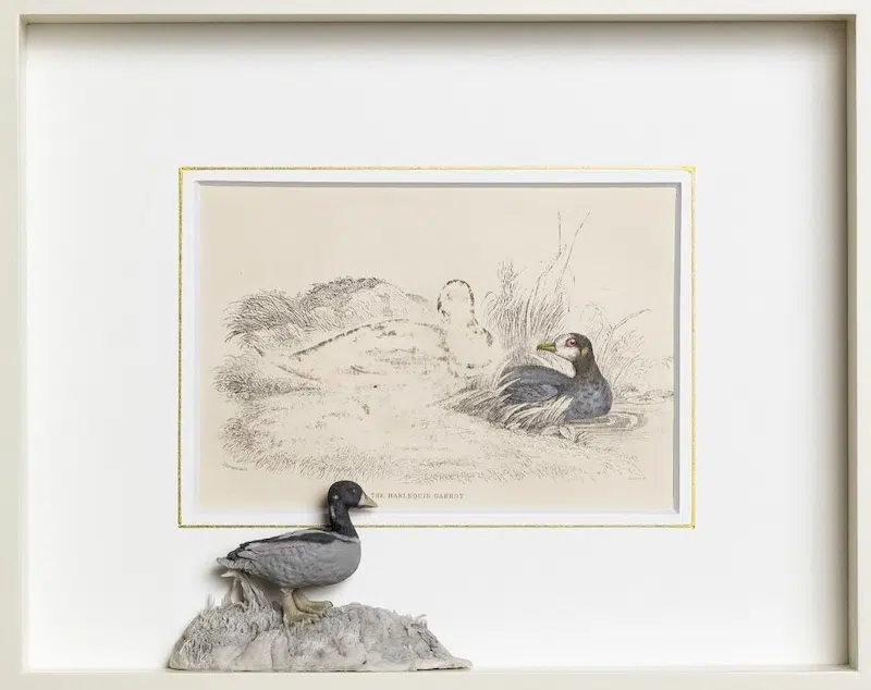 Harlequin duck bird sculpture made of erasure shavings by Saya Irie