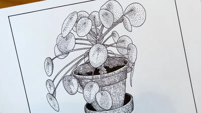 Ink Drawing of Plant
