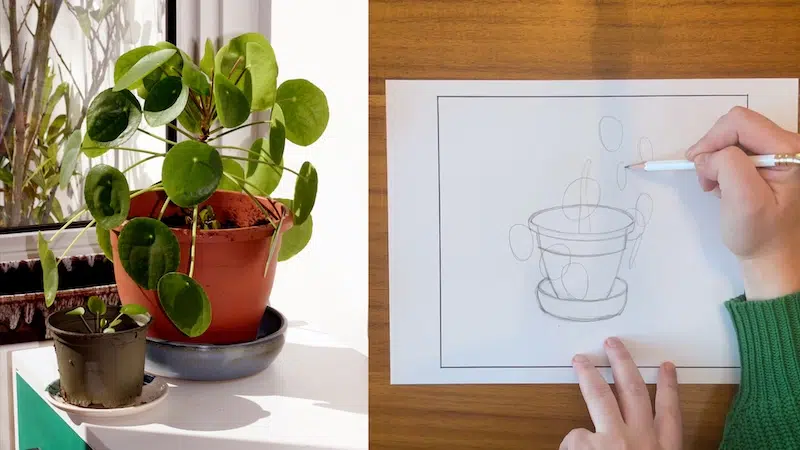 Side-by-side photo a plant and a drawing of the plant