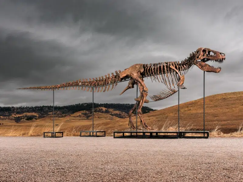 T rex fossil sold by sotheby's