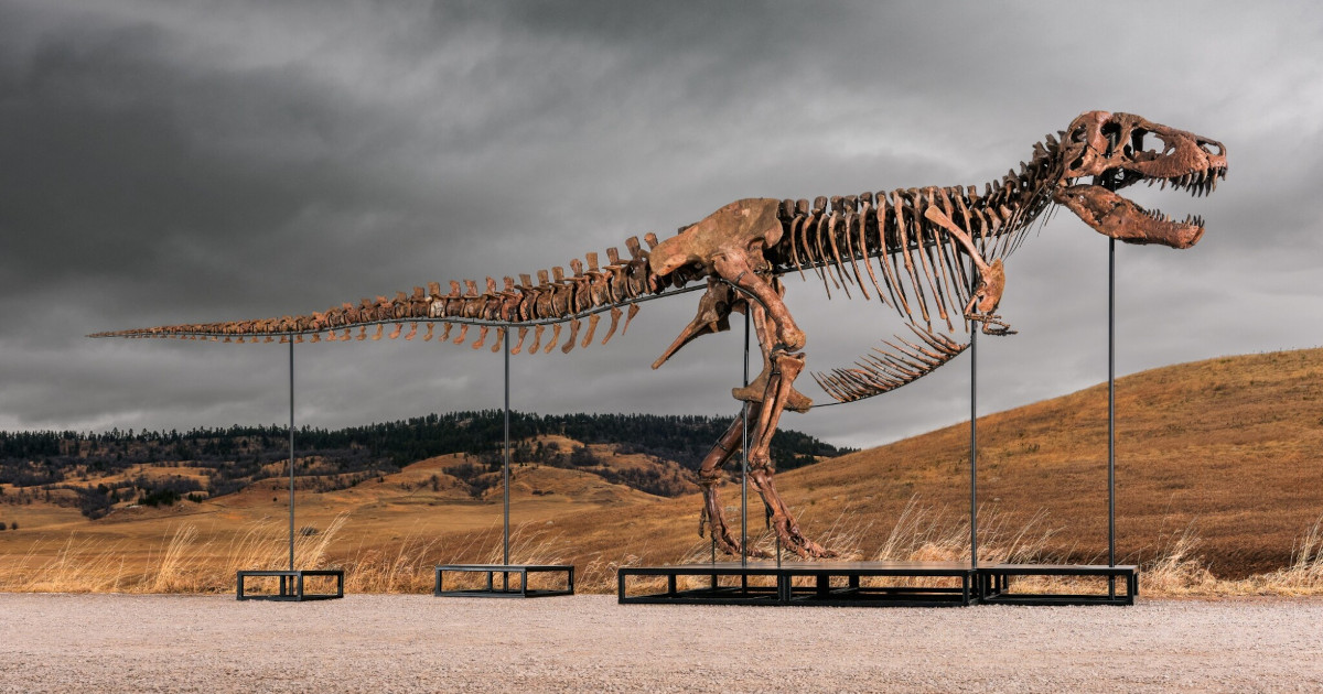 T-Rex Fossil Sells for a Record $50.1M at Auction, Sparking Concern Among Academics