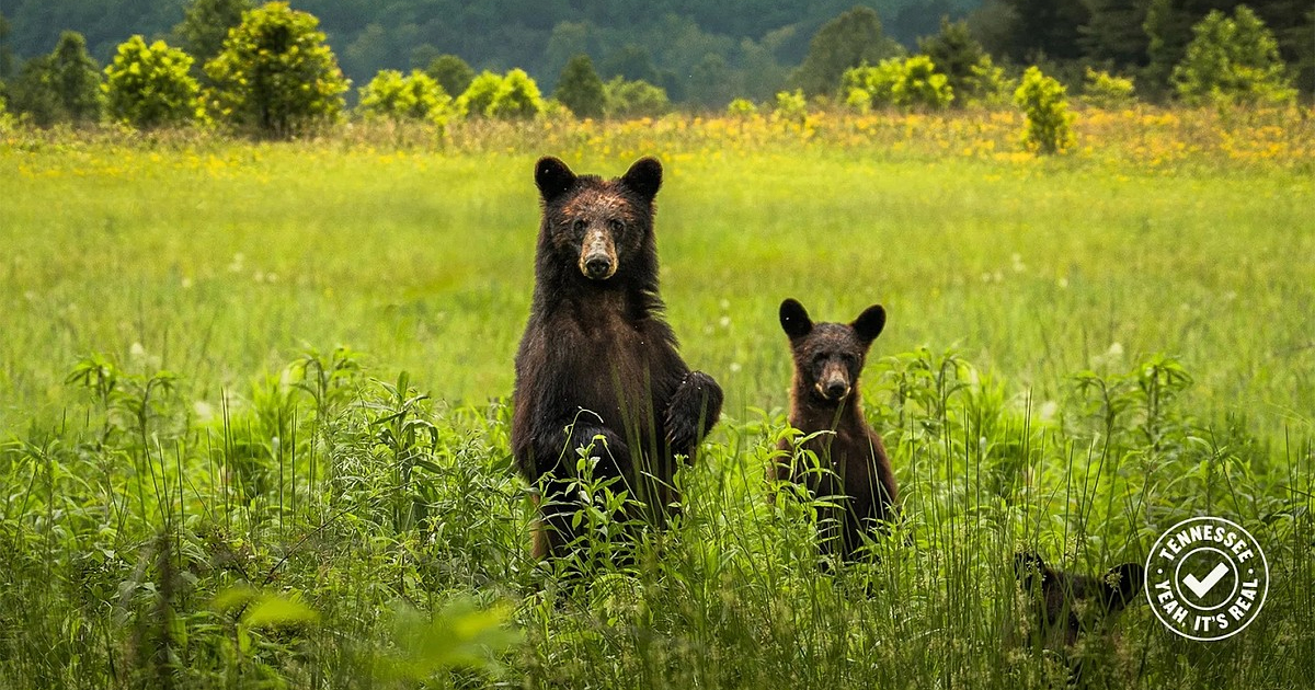 Tennessee Introduces Anti-AI Seal Supporting Photographers Taking Real Photos of the State