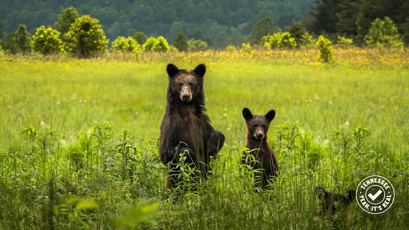 Bears in Great Smoky Mountains National Park