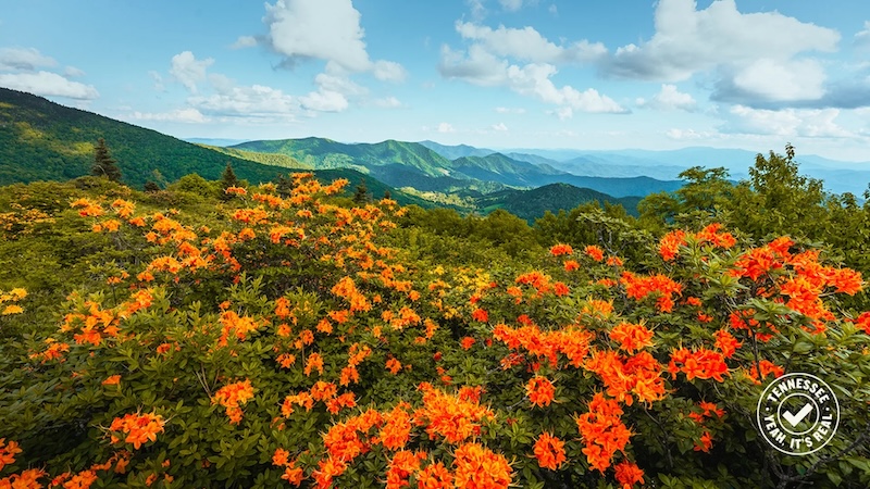 Roan Highlands flowerfield