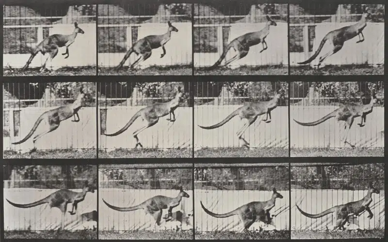 Plate Number 752. Kangaroo jumping, 1887, Eadweard Muybridge