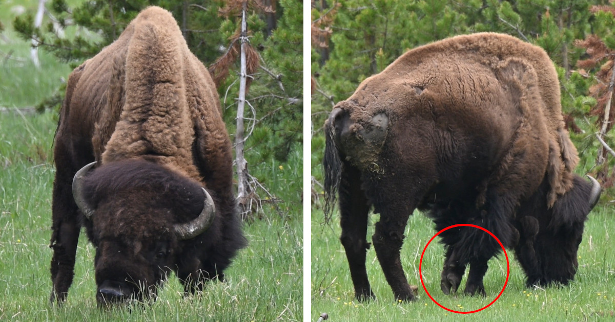 People Are Loving How This 3-Legged Yellowstone Bison Is Thriving Despite His Disability