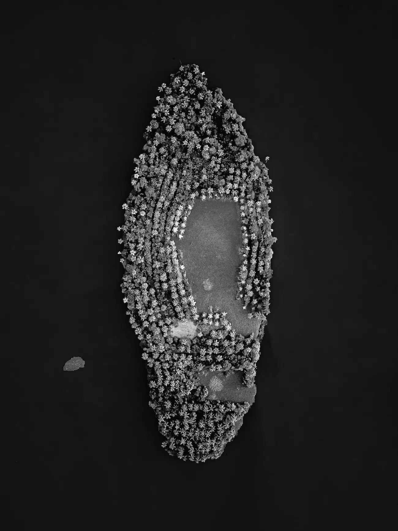 2026 Mangrove Photography Awards