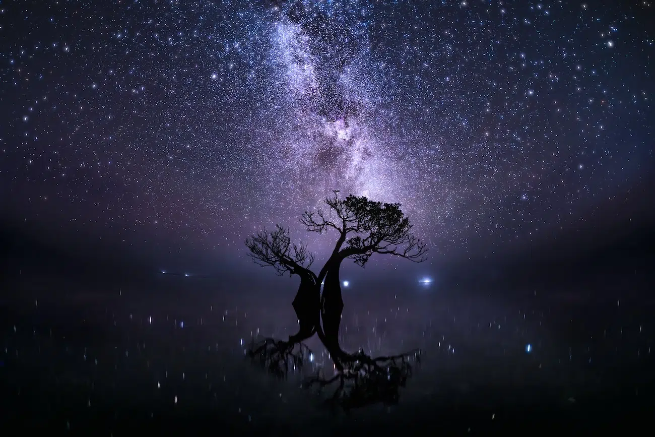 2026 Mangrove Photography Awards