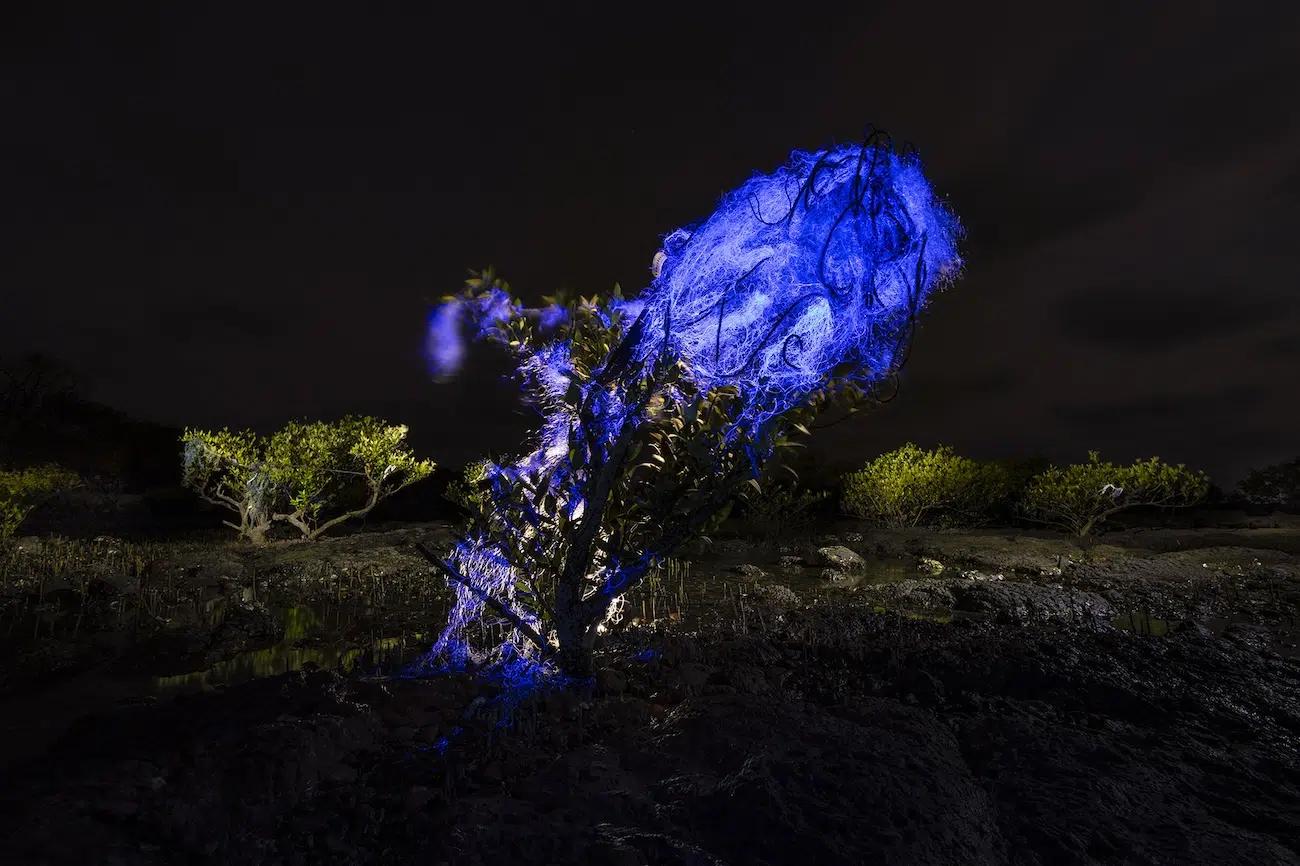 2026 Mangrove Photography Awards